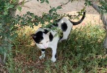 University invites residents to volunteer to staff cat-feeding stations