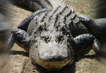 AUS professor studies crocodiles in pursuit of cancer cure