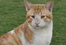 Feline friends on campus