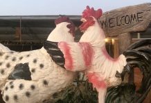 The Pygmy Zoo is one of Ajman’s newest attractions