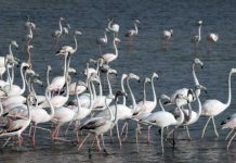 Ras-Al-Khor Wildlife Sanctuary open despite construction