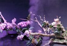 Singaporean tribute orchid blooms at Expo 2020