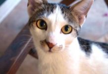 Volunteers come to the aid of feral cats