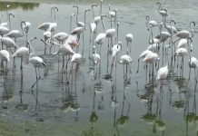 Ras al Khor Wildlife Sanctuary, Dubai