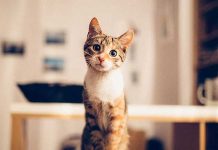 Hidden victims of the pandemic