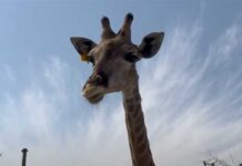 Zoo Wildlife Park, Umm al Quwain