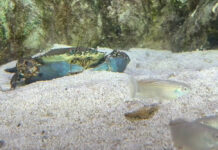 Marine life-Khor Kalba