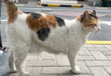 Campus project counts feline residents