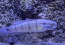 Protecting the UAE’s Marine Biodiversity