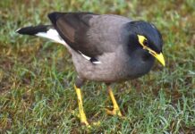 AUS starts Bird Census next week