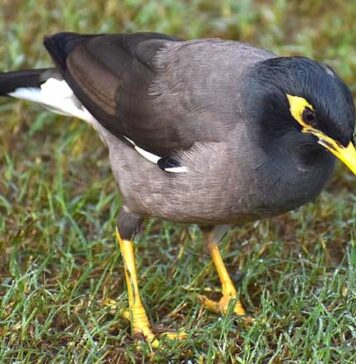 AUS starts Bird Census next week