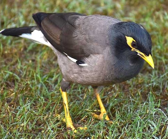 AUS starts Bird Census next week