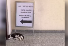 Students survey campus cat population