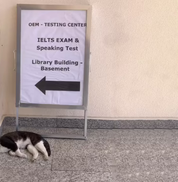 Students survey campus cat population