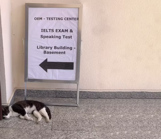 Students survey campus cat population
