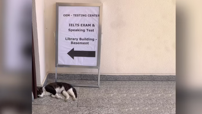 2026-03-04-students-survey-campus-cat-population